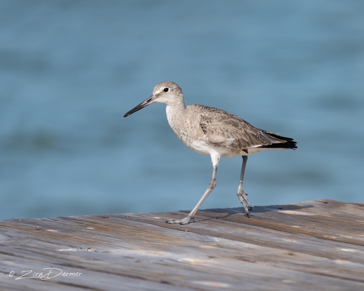 Willet - ML549488881