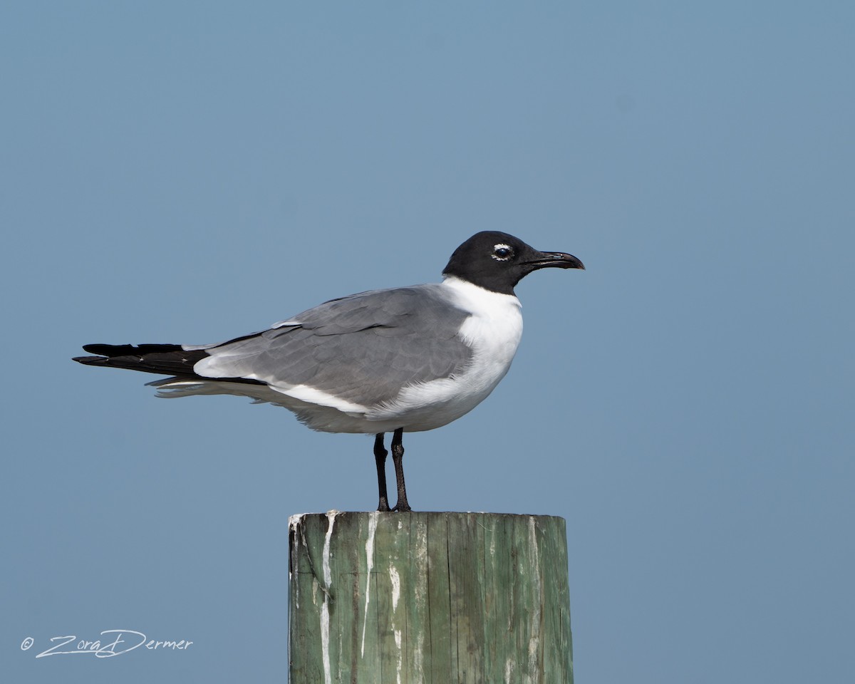 Laughing Gull - ML549488911