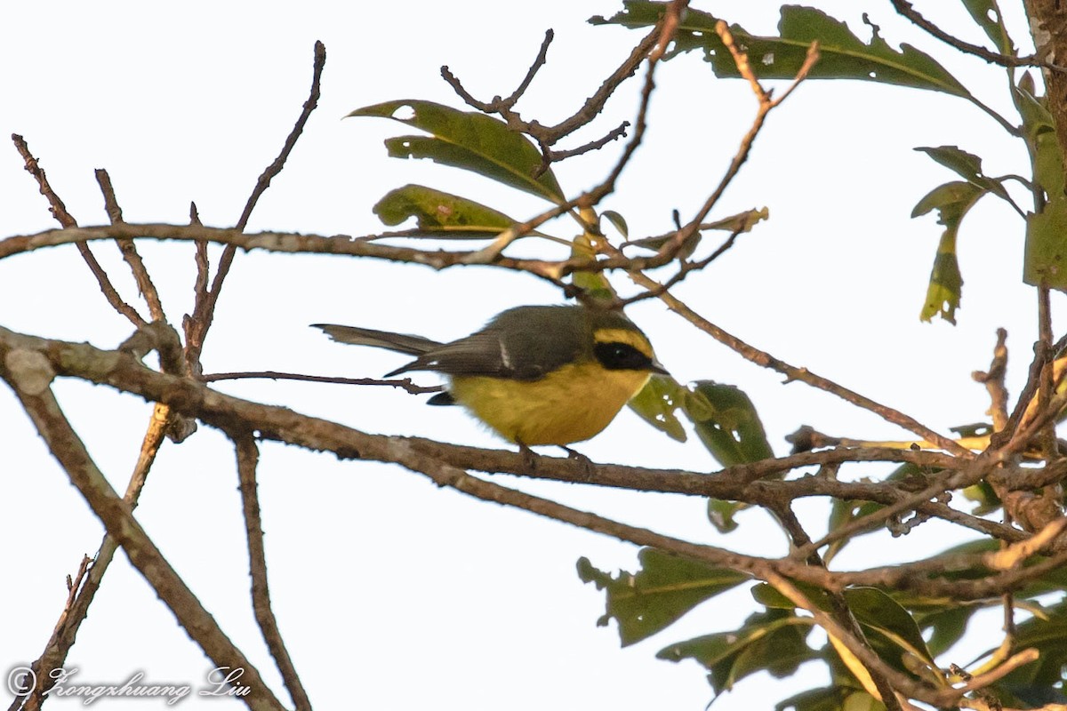 Yellow-bellied Fairy-Fantail - ML549488931