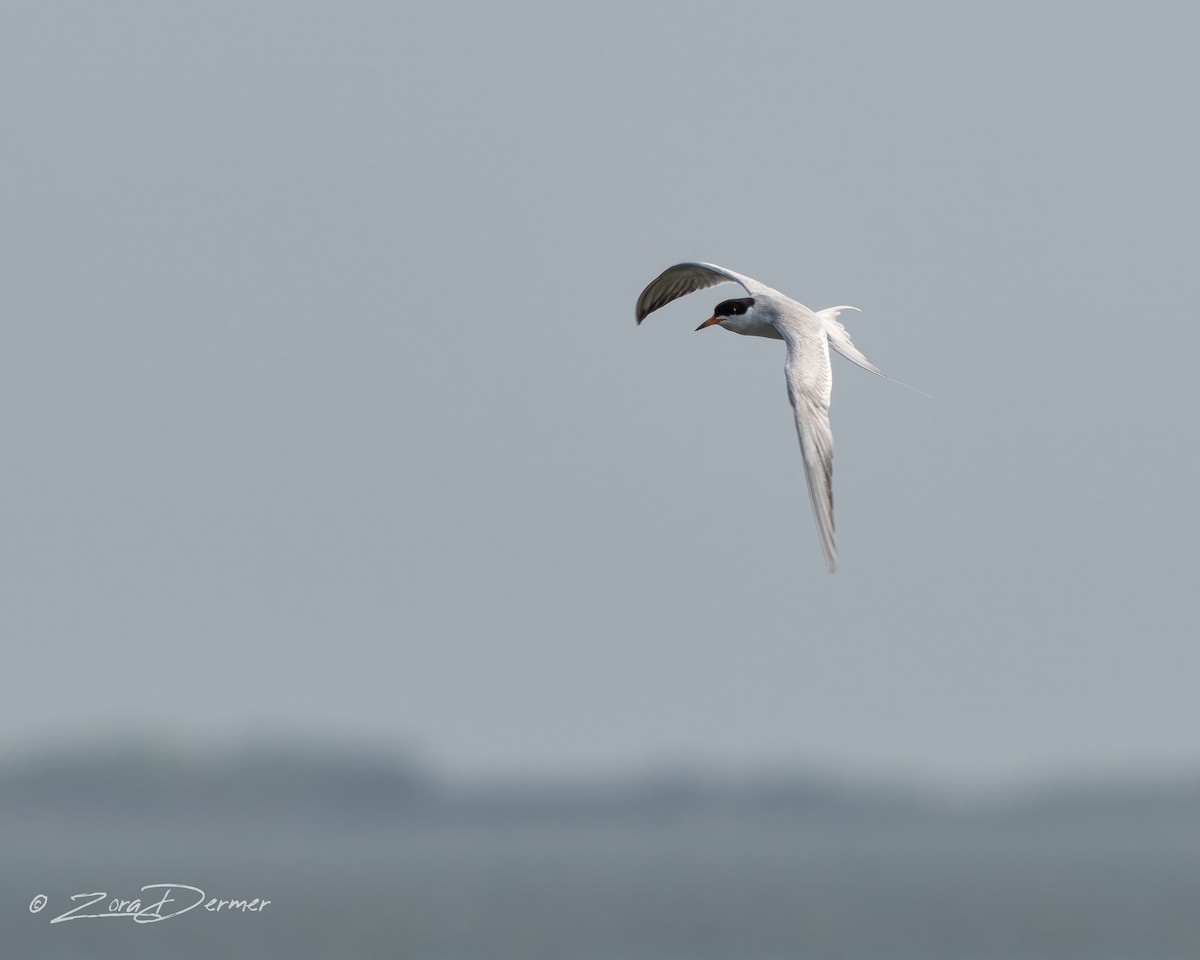 Forster's Tern - ML549488941