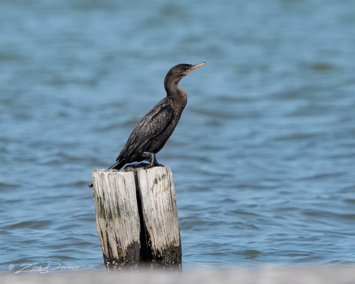 Neotropic Cormorant - ML549488971