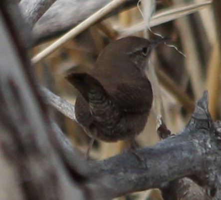 House Wren - ML54948911