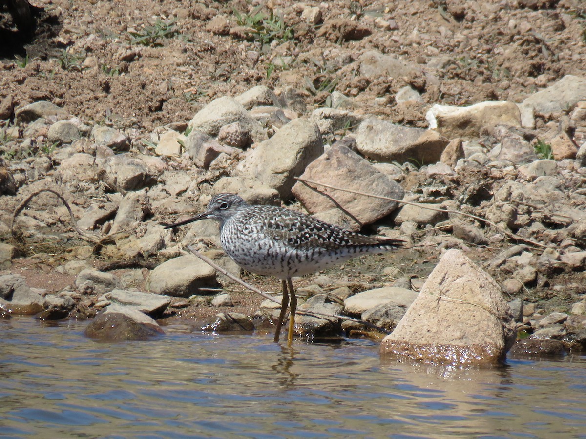 Greater Yellowlegs - ML549489151