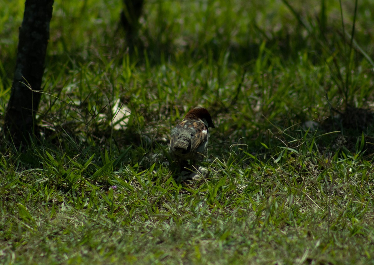 House Sparrow - derick ortiz