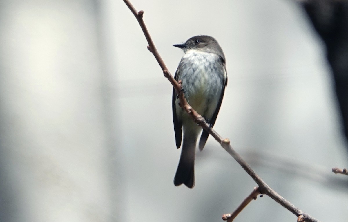 Eastern Phoebe - ML549489541