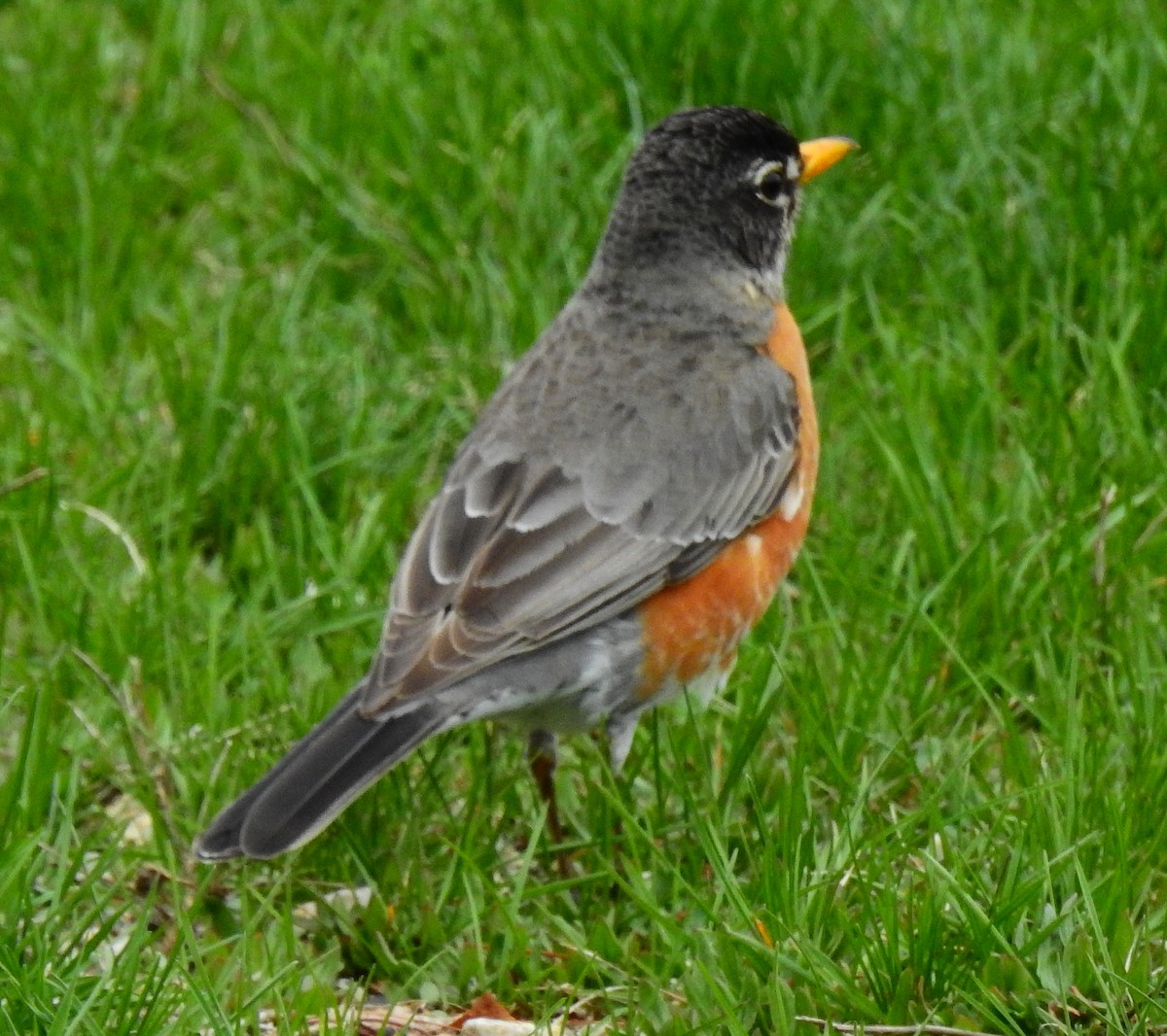 American Robin - ML54948971