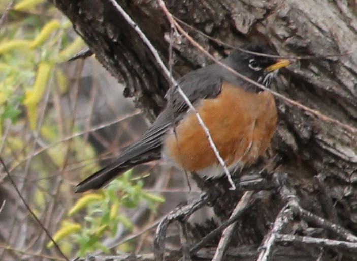 American Robin - ML54948981