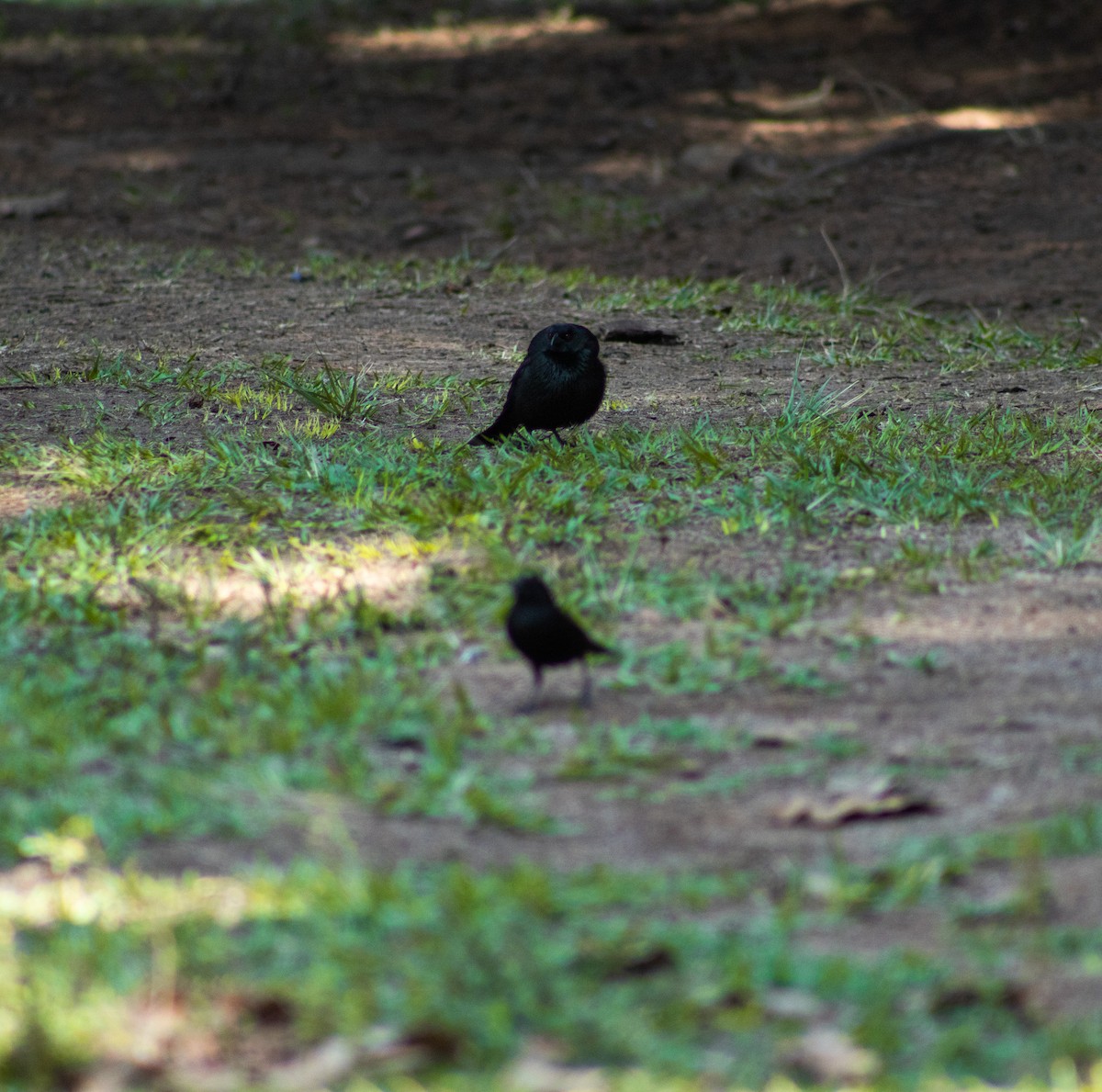 Bronzed Cowbird - derick ortiz