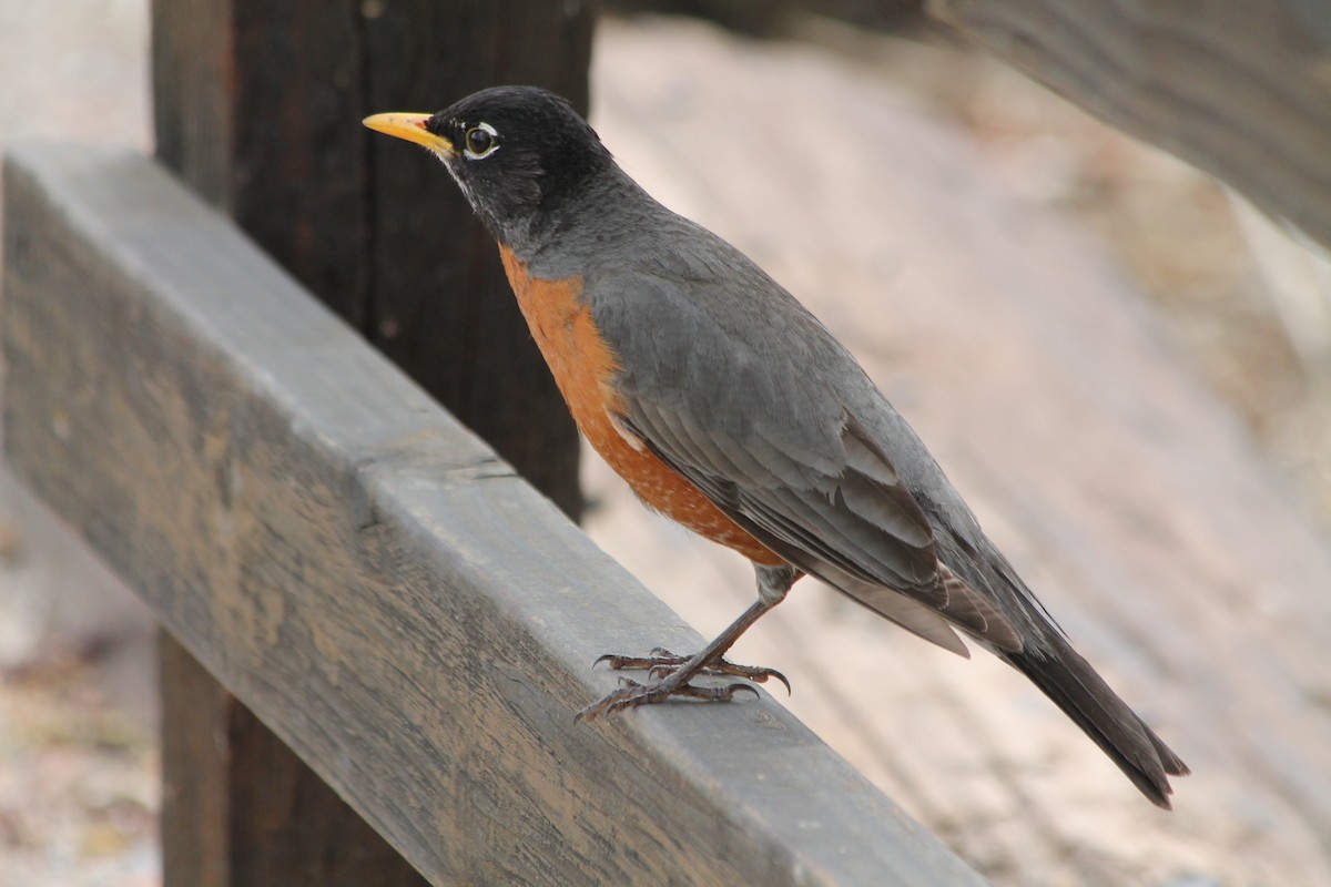 American Robin - ML54949021