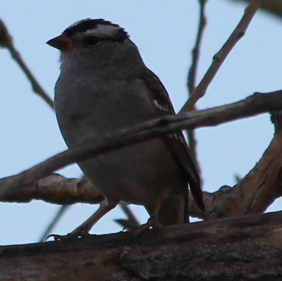 White-crowned Sparrow - Lorraine Lanning