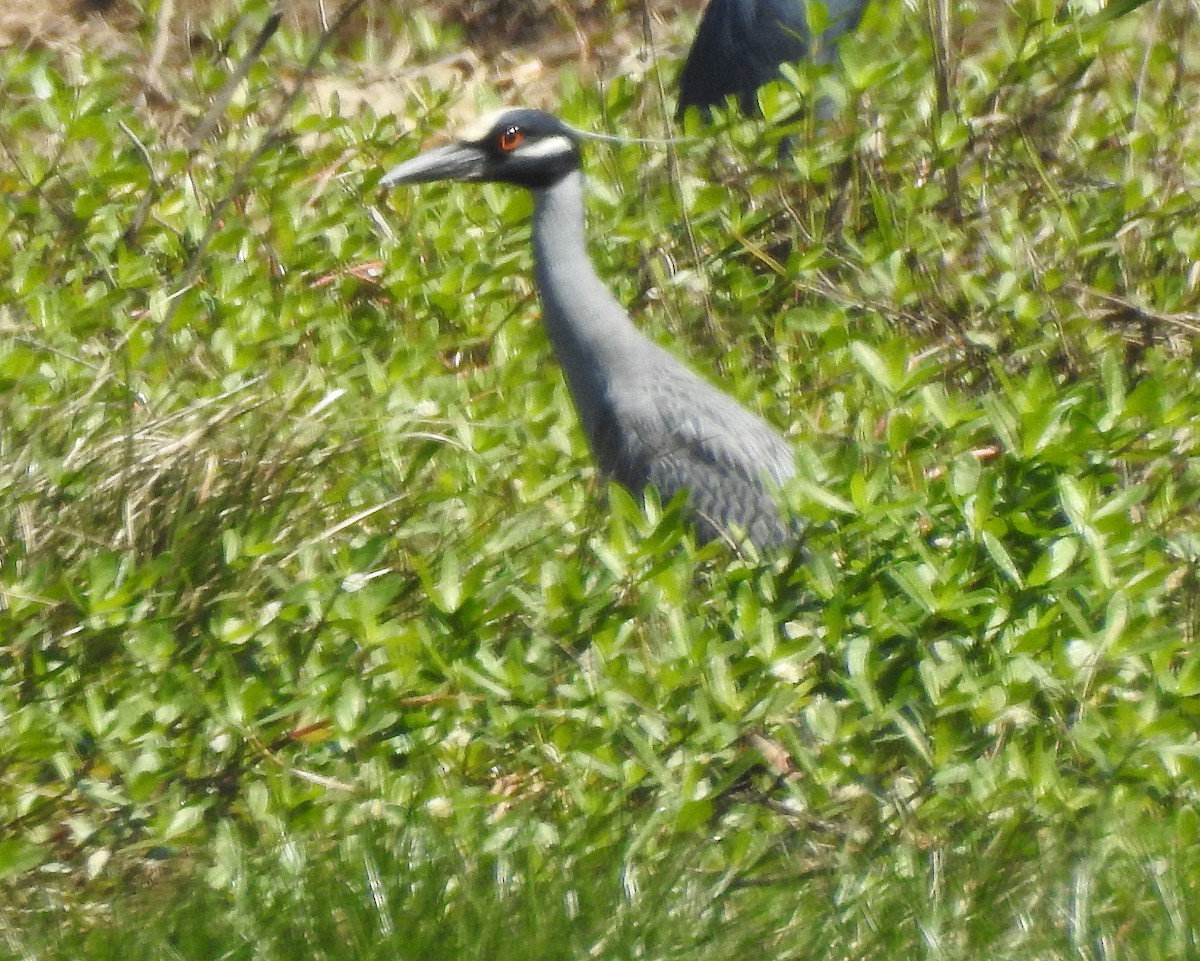 Yellow-crowned Night Heron - ML549490491