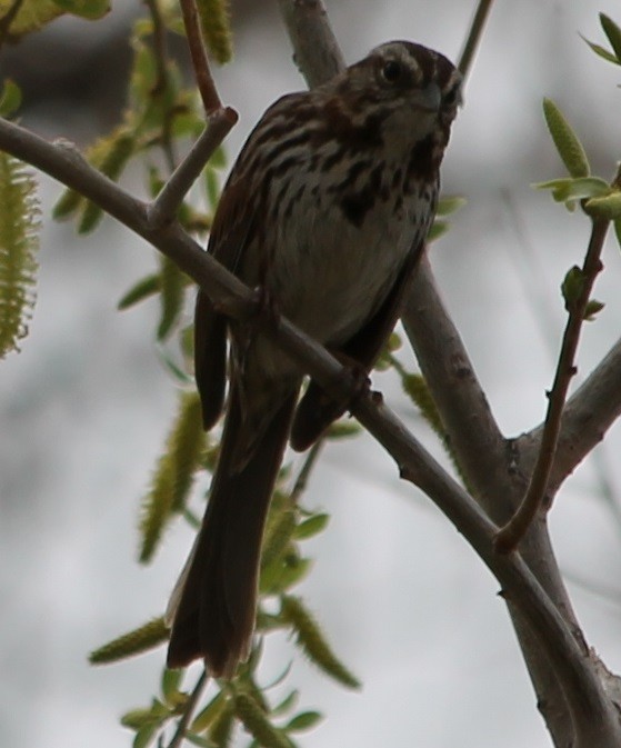 Song Sparrow - ML54949121