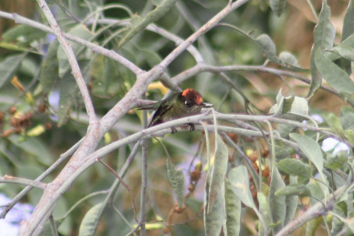 Green-backed Firecrown - James Mitchell