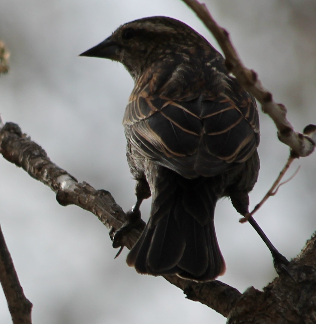 Red-winged Blackbird - ML54949181