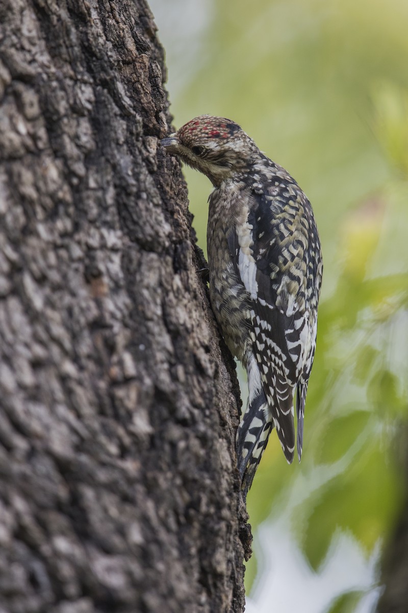 Yellow-bellied Sapsucker - Michael Stubblefield