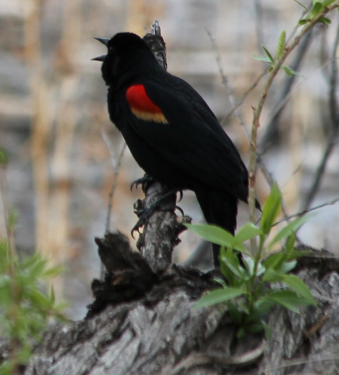 Red-winged Blackbird - ML54949191