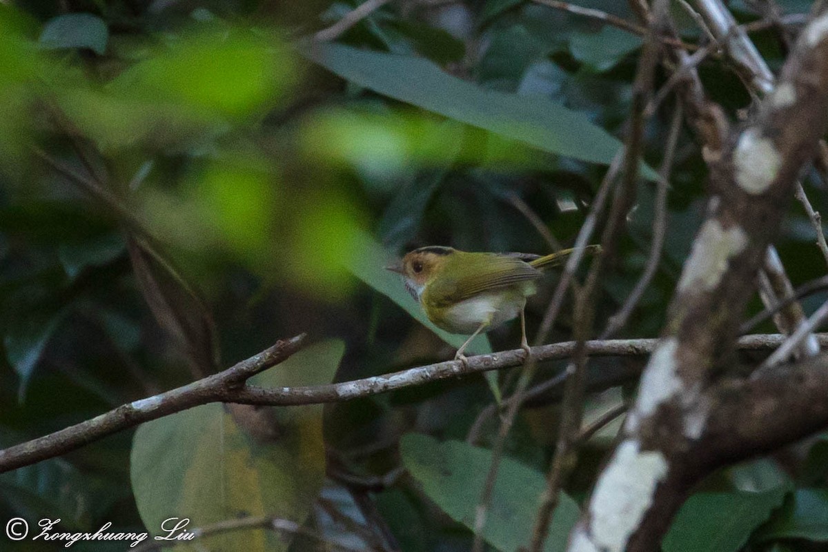 Rufous-faced Warbler - ML549491981