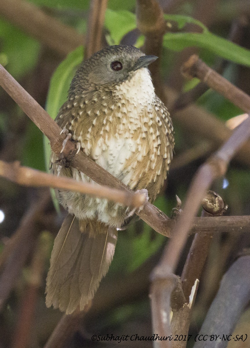 Naga Wren-Babbler - Subhajit Chaudhuri