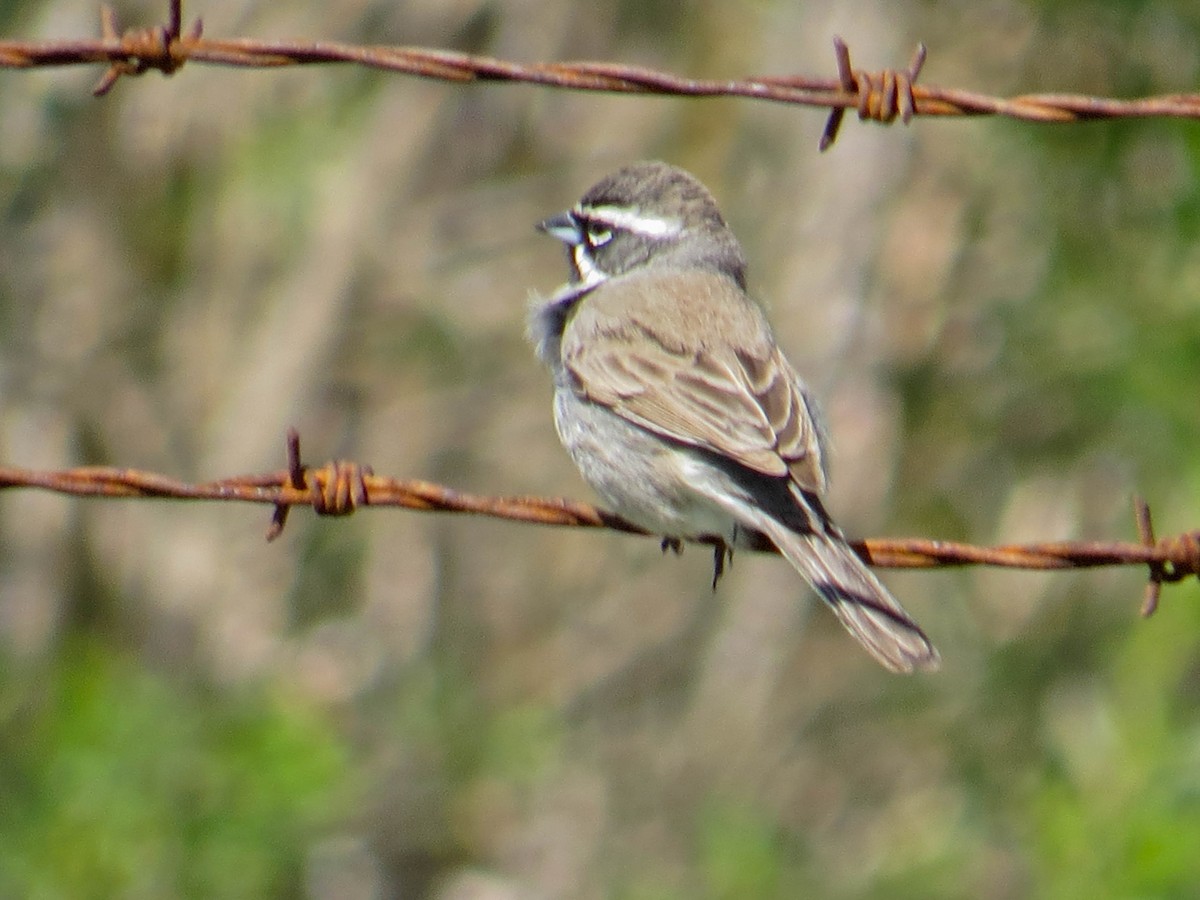 Black-throated Sparrow - Jasmine Kay