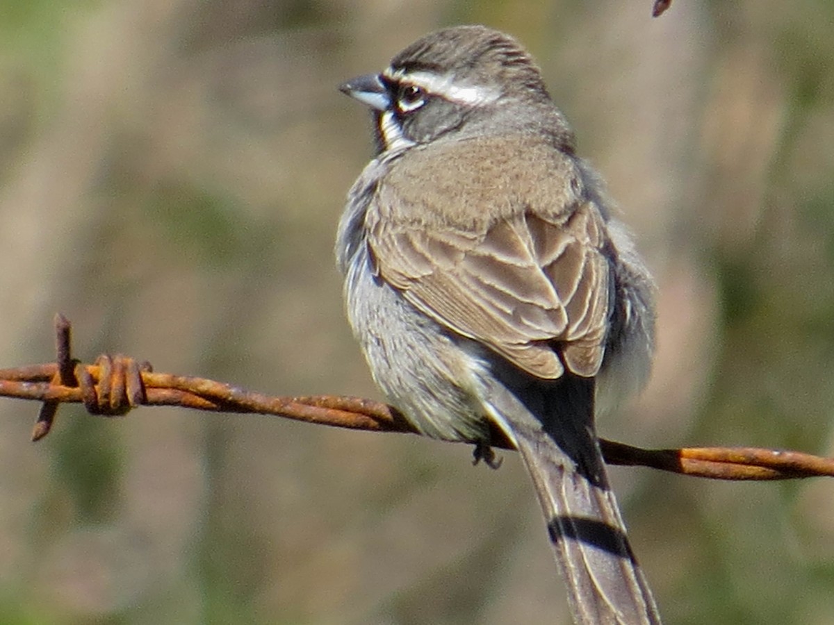 Black-throated Sparrow - Jasmine Kay
