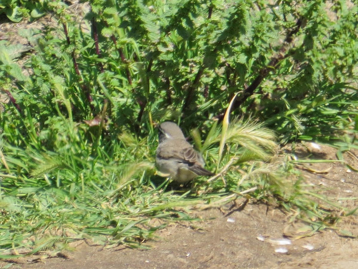 Black-throated Sparrow - Jasmine Kay