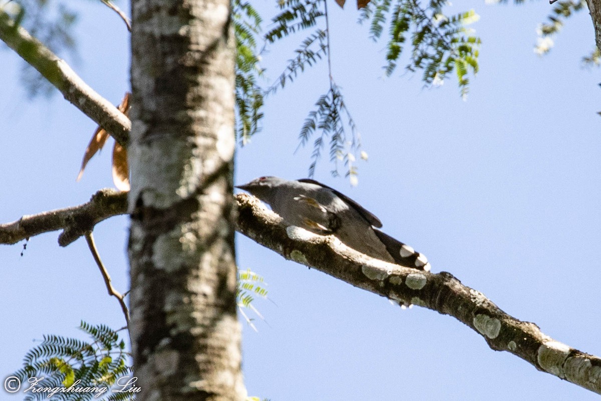 Black-winged Cuckooshrike - ML549492191