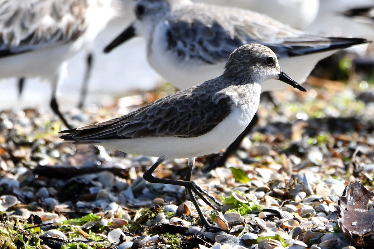 Western Sandpiper - ML549492571