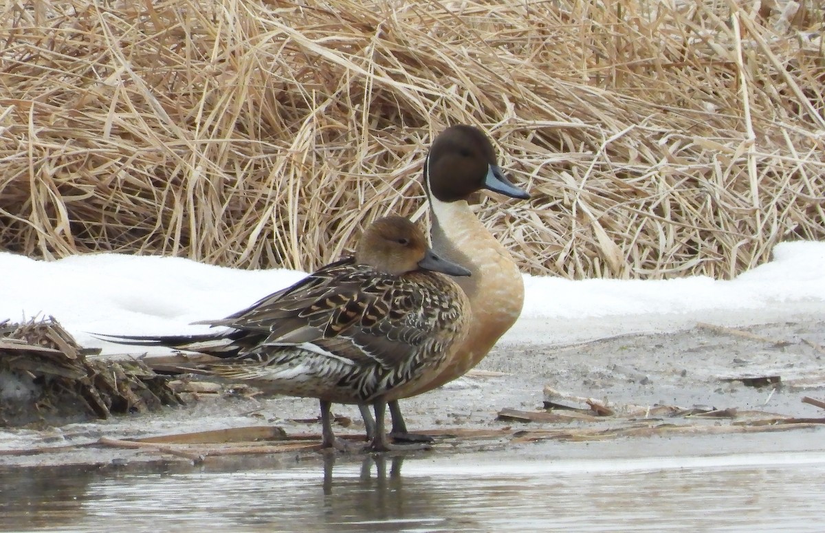 Northern Pintail - ML549492591