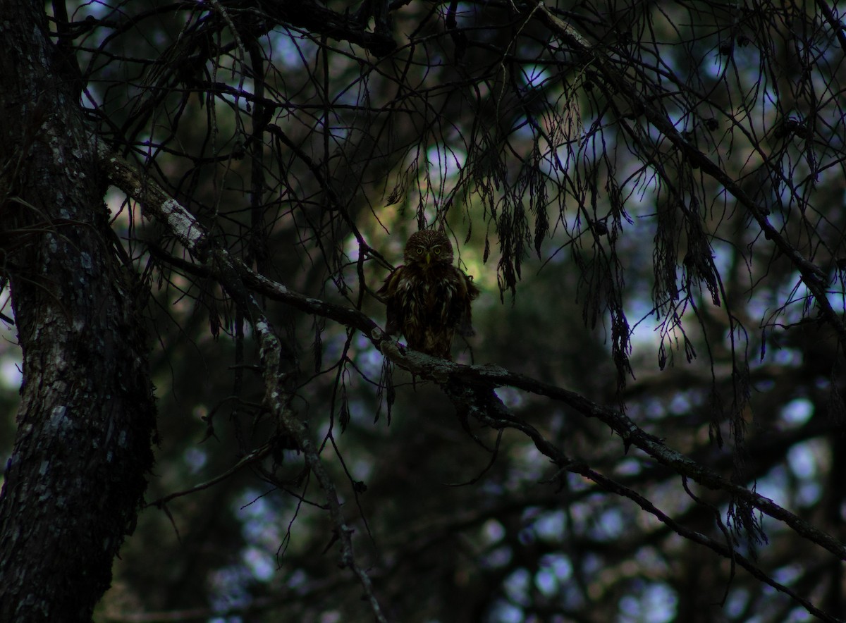 Ferruginous Pygmy-Owl - derick ortiz