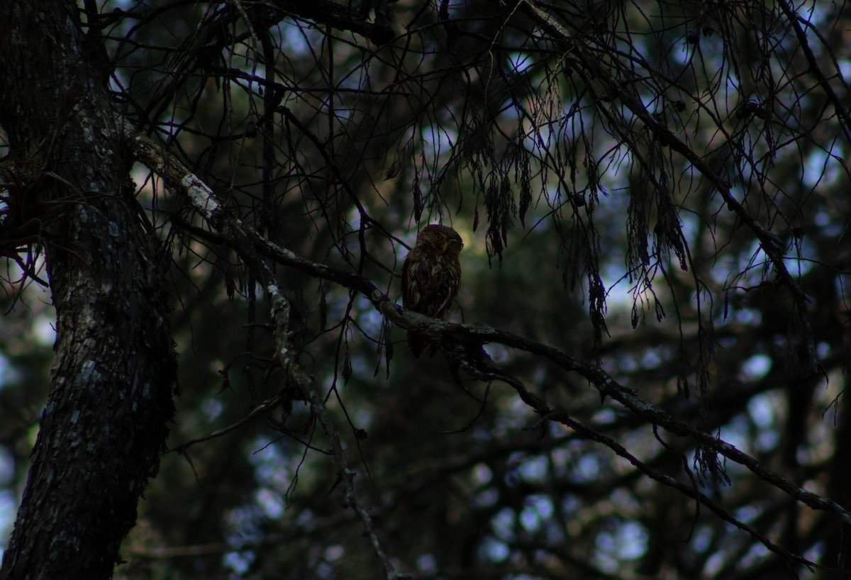 Ferruginous Pygmy-Owl - derick ortiz