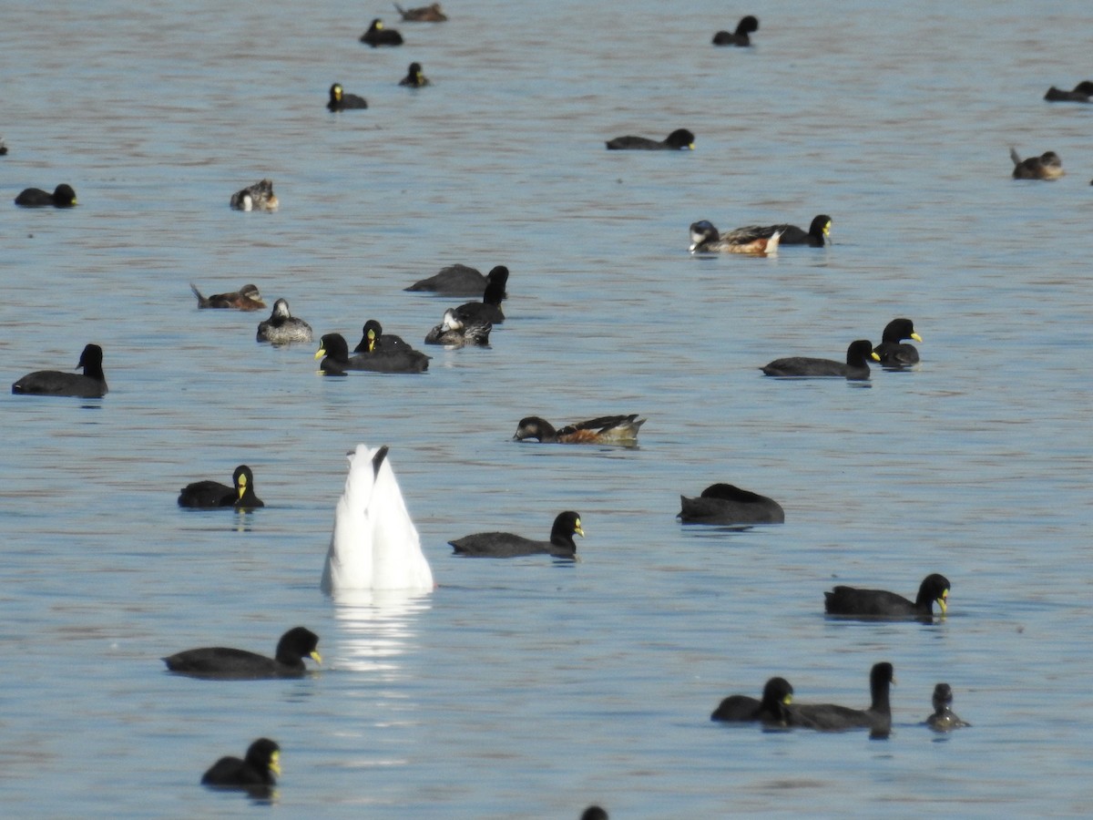 Cygne à cou noir - ML549492741