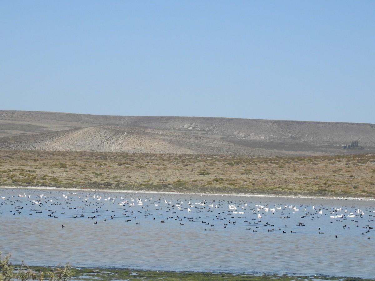 Black-necked Swan - ML549492751