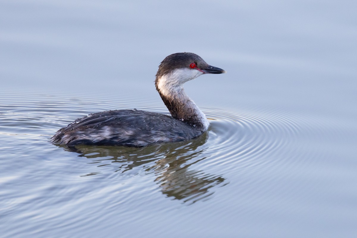 Horned Grebe - ML549492871