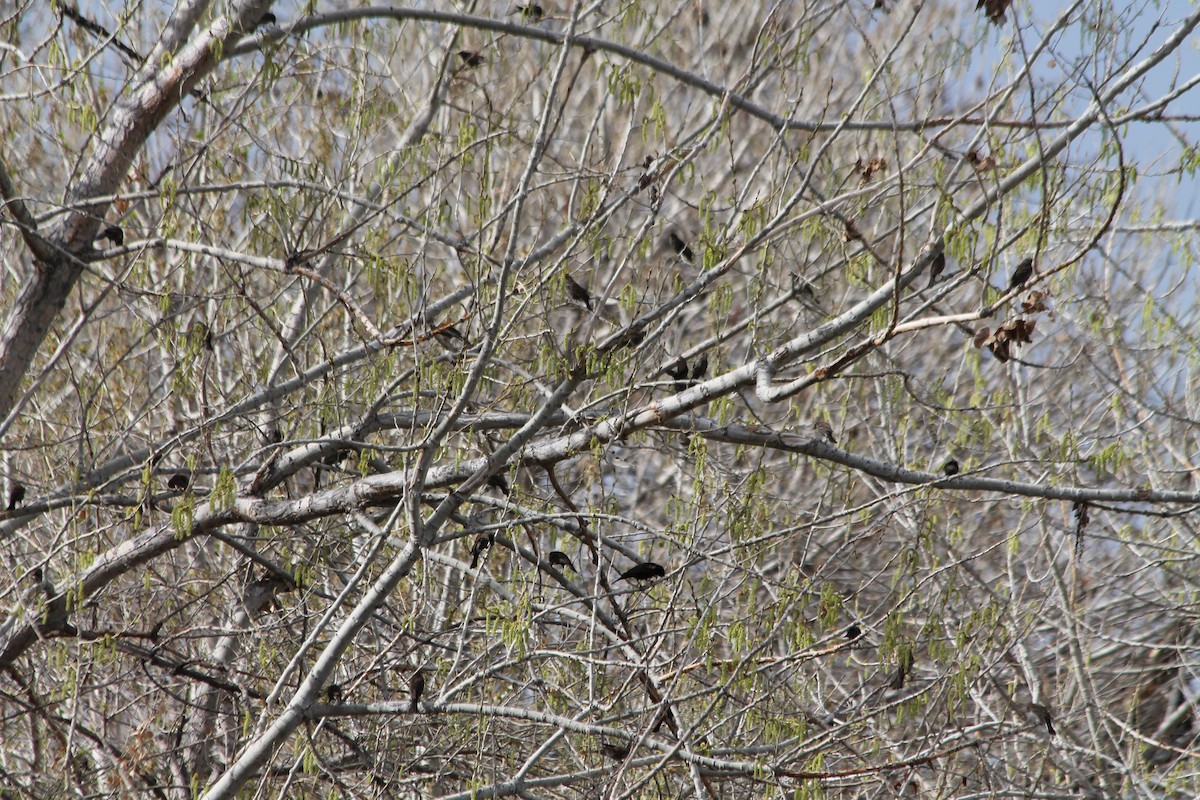 Red-winged Blackbird - ML54949311