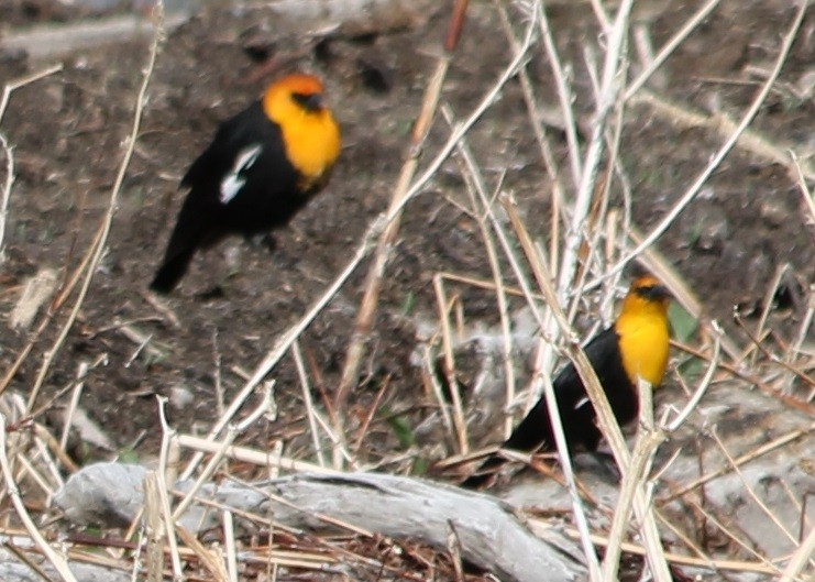Yellow-headed Blackbird - ML54949341