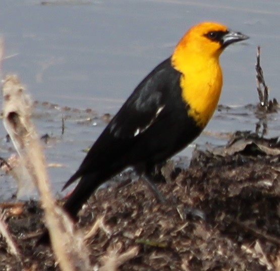 Yellow-headed Blackbird - ML54949351