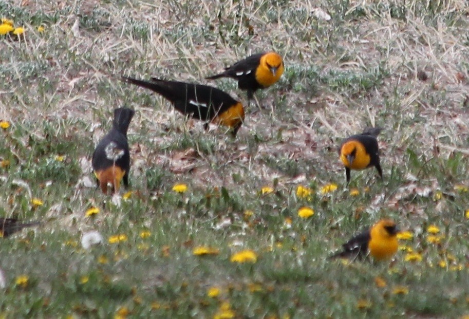 Yellow-headed Blackbird - ML54949361