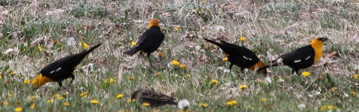 Yellow-headed Blackbird - ML54949371