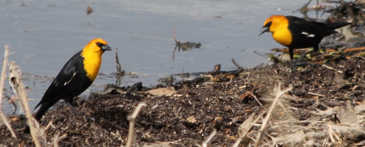 Yellow-headed Blackbird - ML54949391