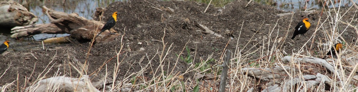 Yellow-headed Blackbird - ML54949401