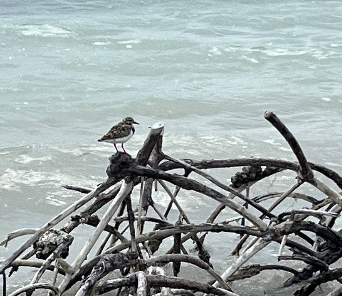 Ruddy Turnstone - ML549494611
