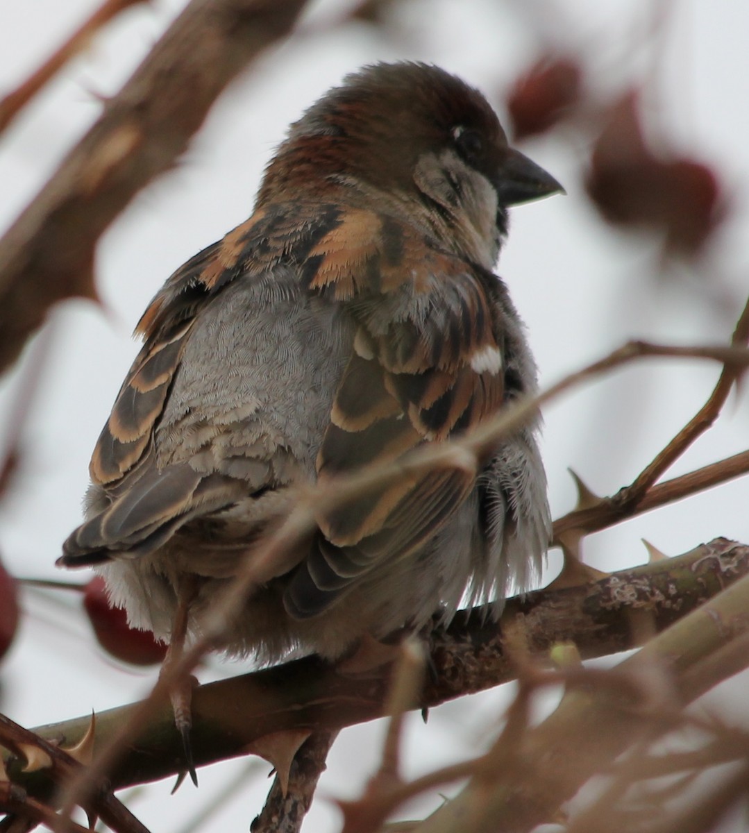 House Sparrow - ML54949471