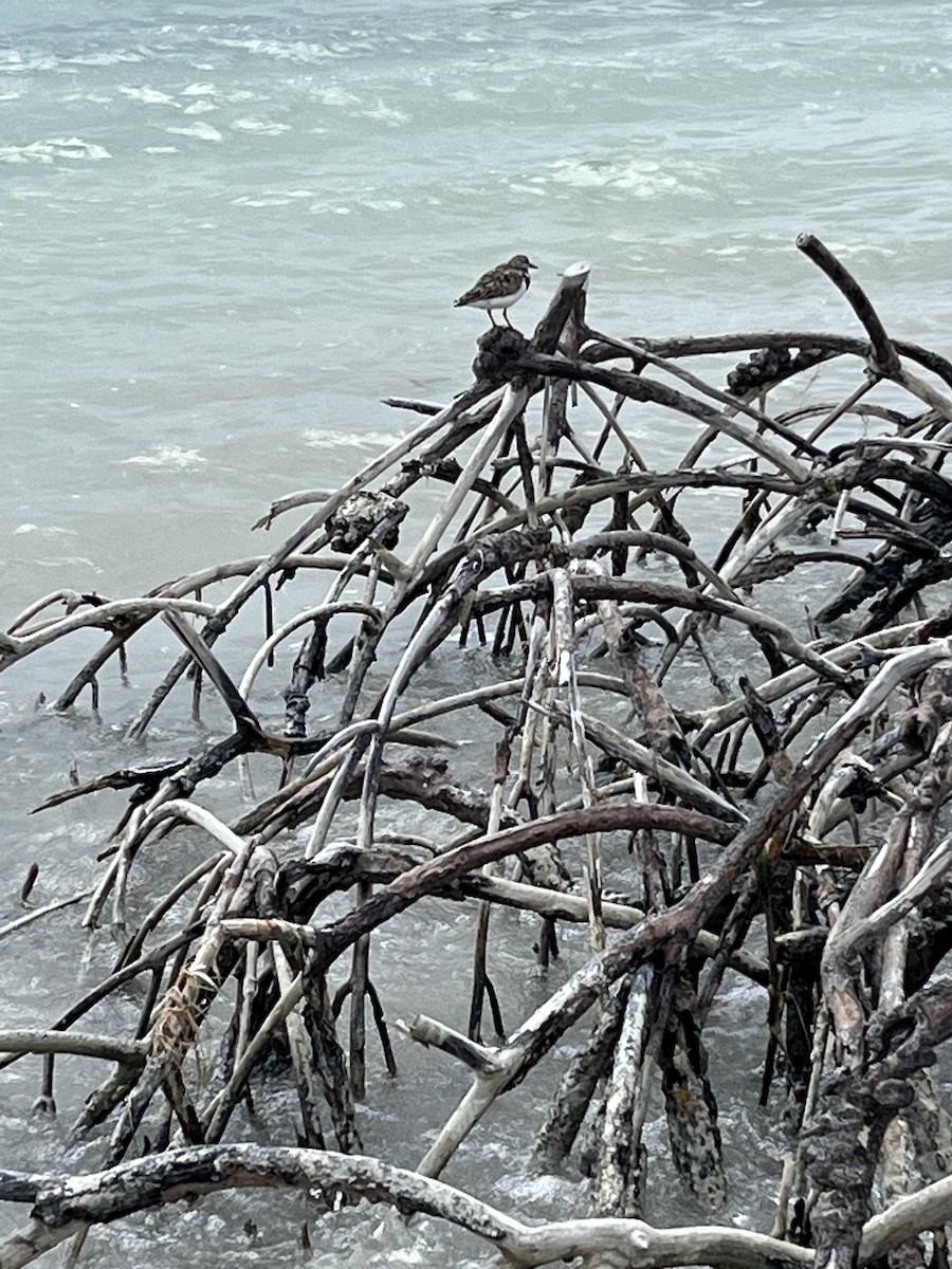 Ruddy Turnstone - ML549494831