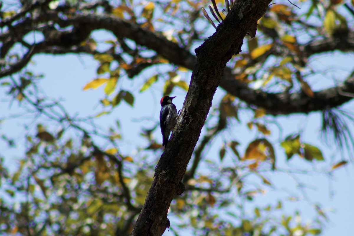 Acorn Woodpecker - derick ortiz