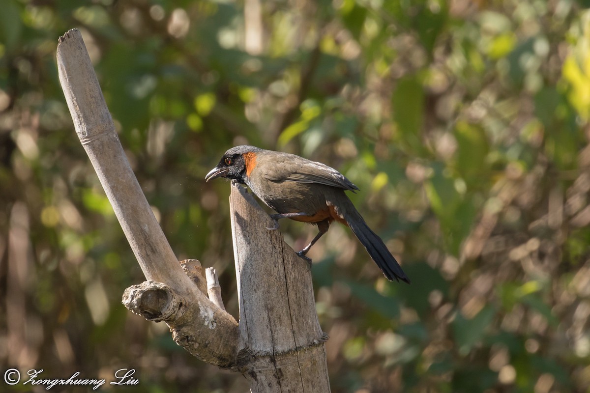 Rufous-necked Laughingthrush - ML549494871