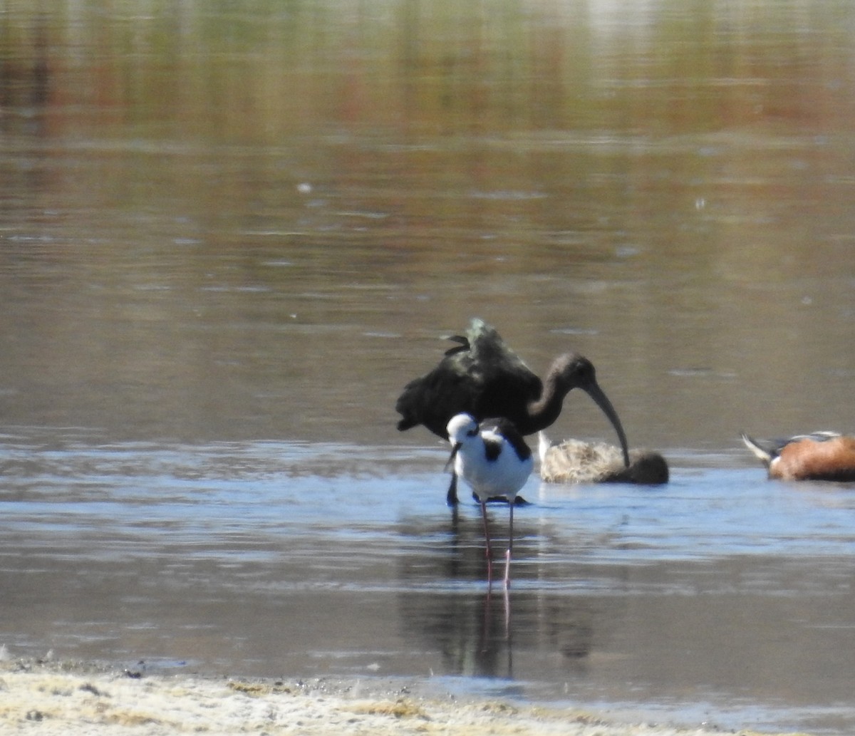 Black-necked Stilt - ML549494911