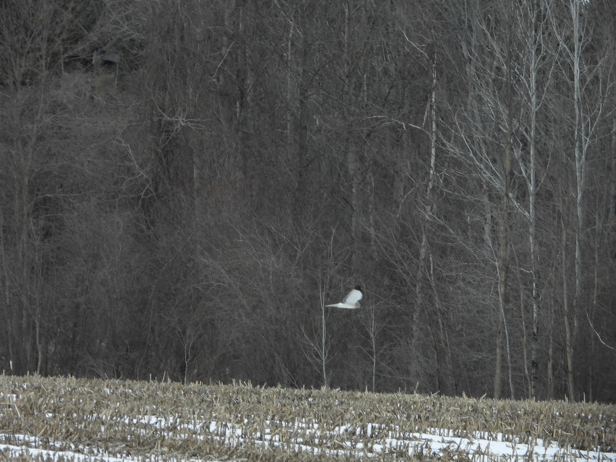 Northern Harrier - ML549495111