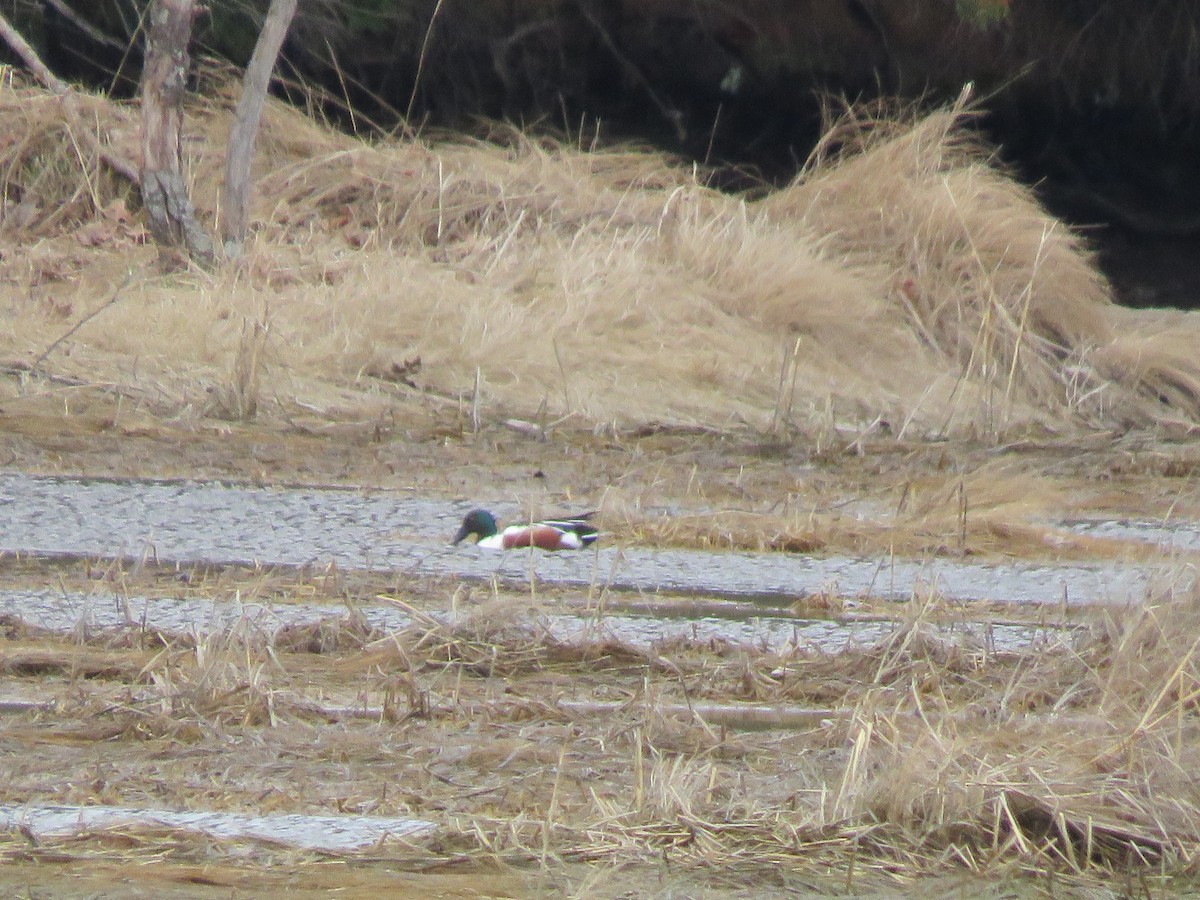 Northern Shoveler - ML549495541