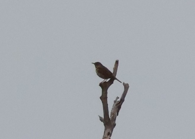 Song Thrush - ML549495741