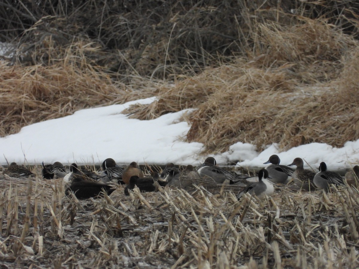 Northern Pintail - ML549495801